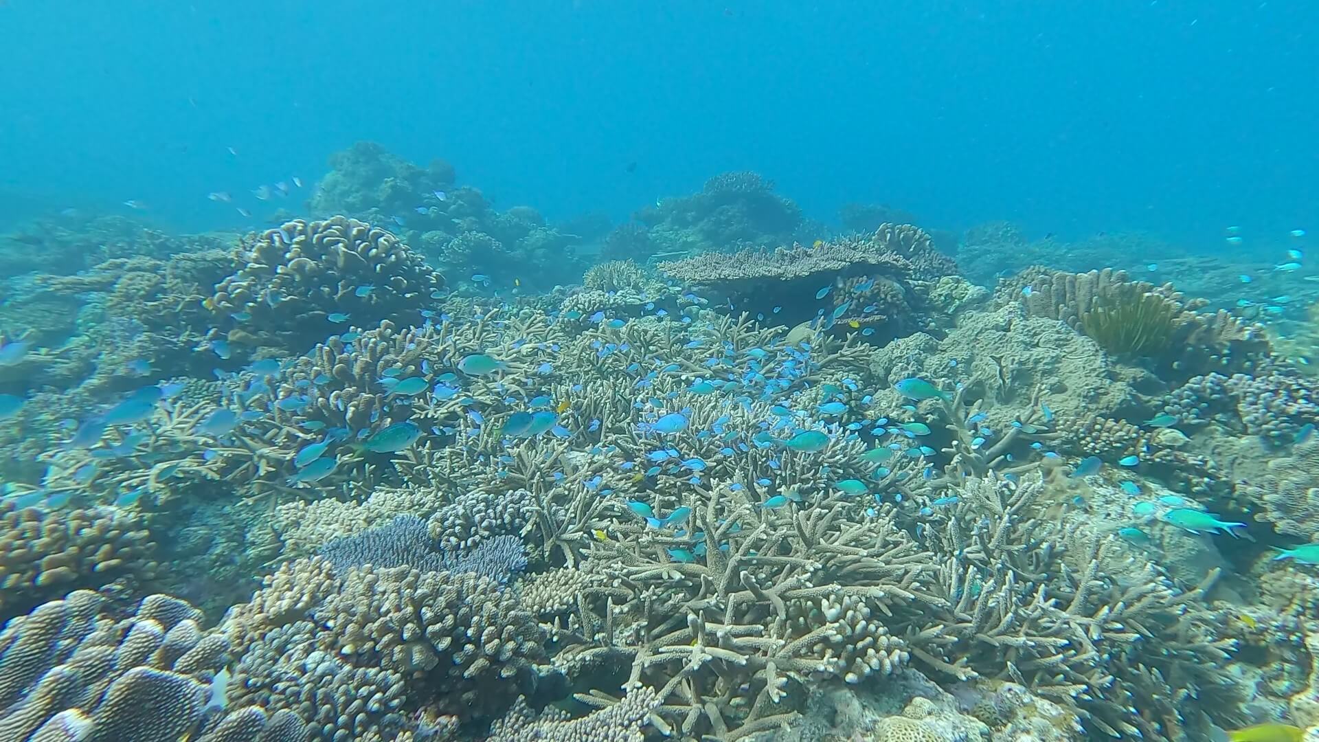 デバスズメダイの群れ。光を受けてきらきらと泳いでいました。