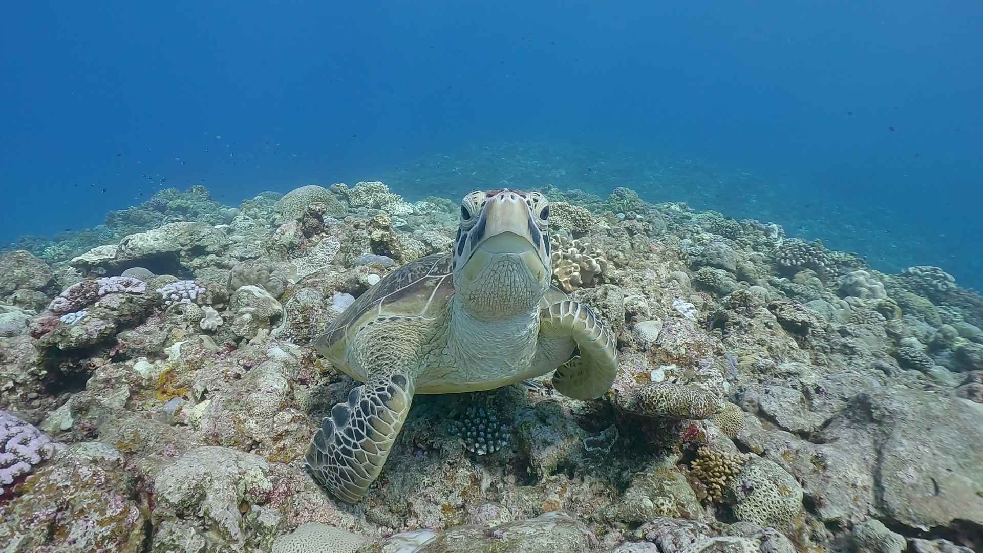 目と目が合う、至近距離