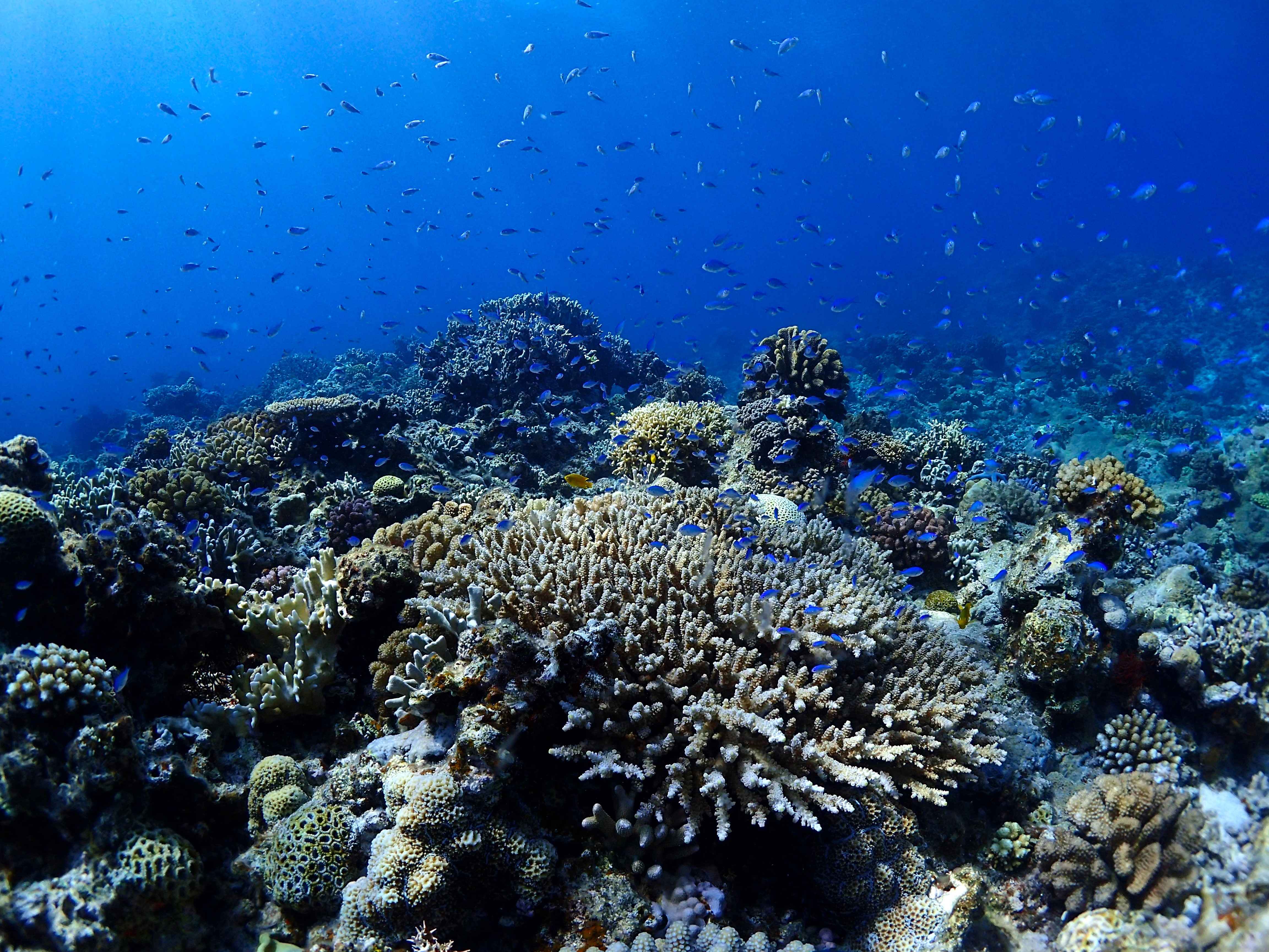 視界を埋め尽くす、熱帯魚とサンゴ