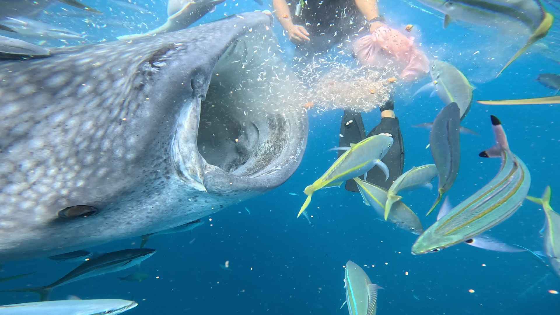 はじまりは、ジンベエザメ