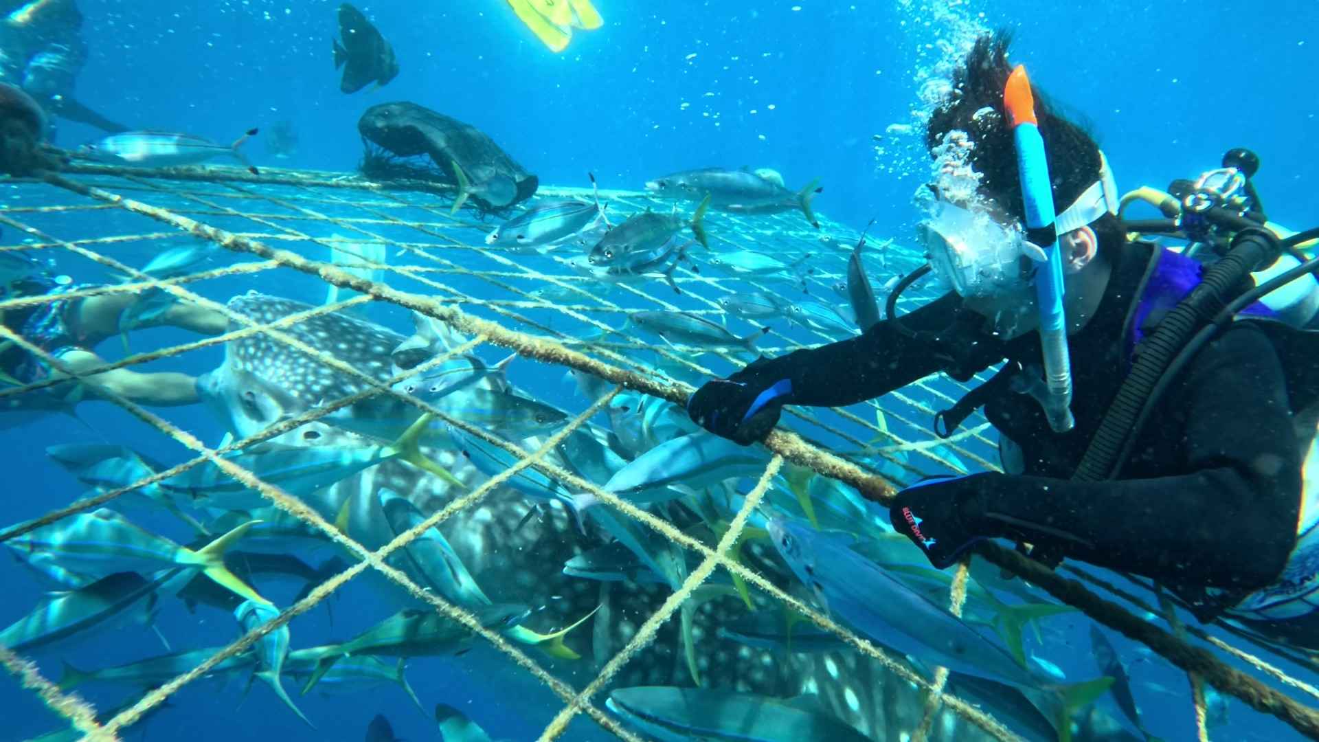 目の前まで泳いできたジンベエザメ！水中だからこそ味わえる距離感と迫力を体感できます