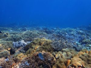 沖縄在住の方必見！講習は飛び石でもOK！